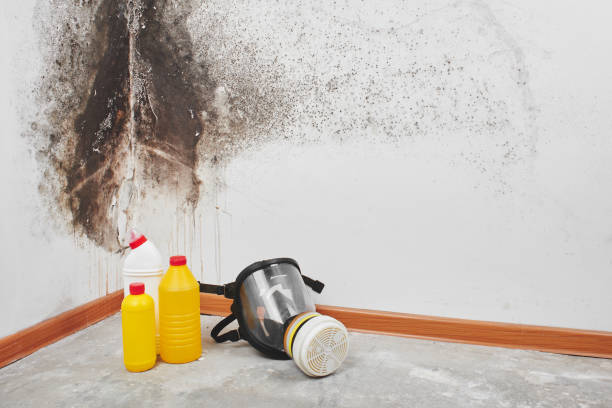 Best Local Mold Removal Service  in Woodworth, LA