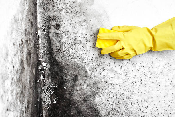 Best Emergency Mold Removal  in Woodworth, LA