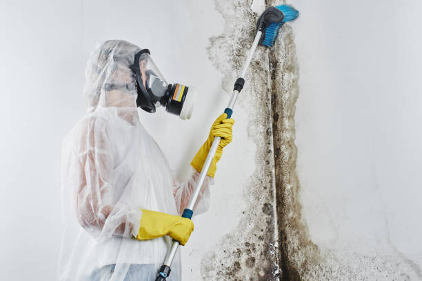 Best Home Mold Removal  in Woodworth, LA