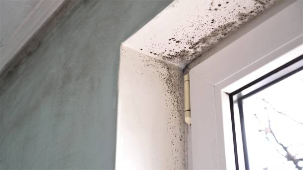 Best Crawl Space Mold Removal  in Woodworth, LA
