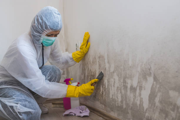 Best Local Mold Removal Service  in Woodworth, LA