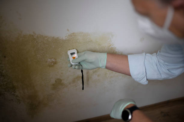 Best Mold Damage Repair  in Woodworth, LA