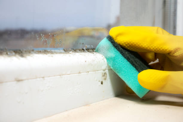 Home Mold Removal in Woodworth, LA