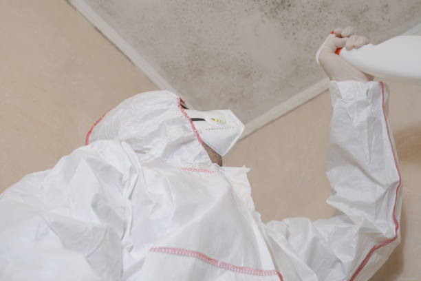 Best Mold Removal Company Near Me  in Woodworth, LA