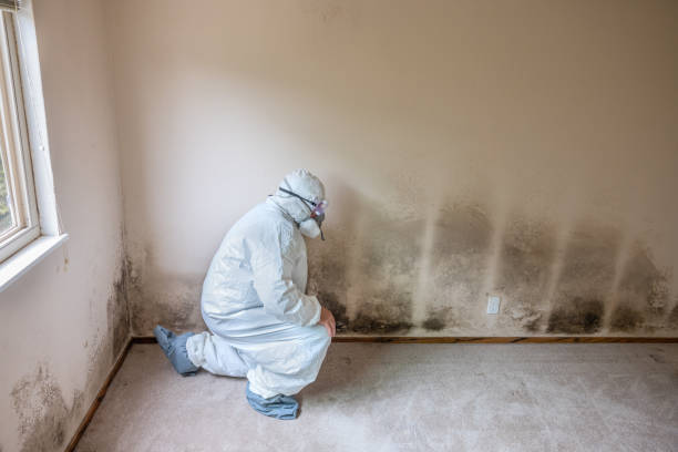 Professional Mold Removal in Woodworth, LA