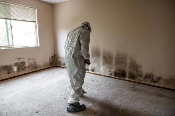 Best Fast Mold Removal  in Woodworth, LA