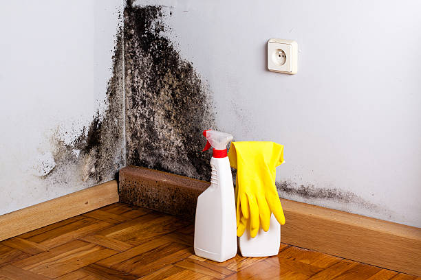 Best Black Mold Removal  in Woodworth, LA