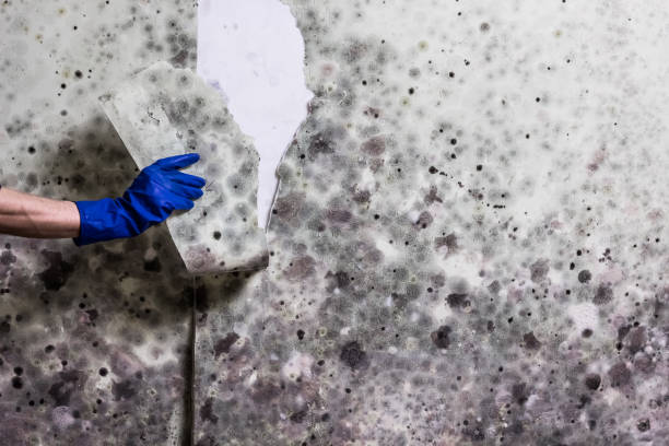 Best Mold Remediation  in Woodworth, LA